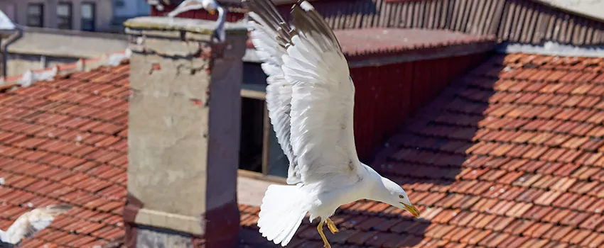 Residential Chimney Animal Removal Solution in Hallandale Beach, FL